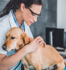 PET ANIMALS VETERINARY MEDICINES